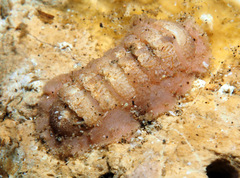 Oldroydia percrassa