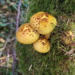 Pholiota