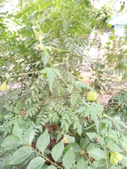 Cardiospermum halicacabum