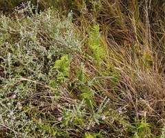 Thelypteris confluens