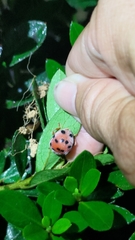 Diekeana admirabilis