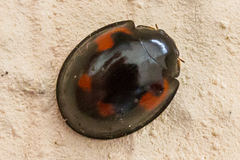 Exochomus quadripustulatus