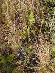 Thelypteris confluens