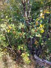 Crataegus chrysocarpa