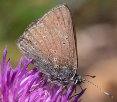Lycaena hippothoe
