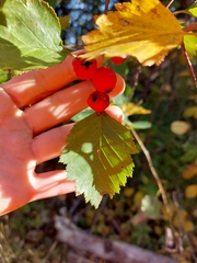 Crataegus chrysocarpa