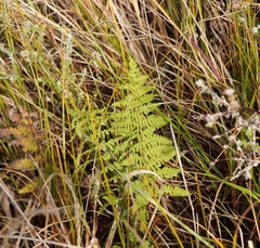 Thelypteris confluens