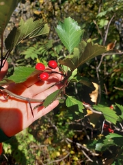 Crataegus chrysocarpa