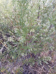 Baccharis neglecta