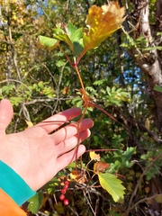 Crataegus chrysocarpa