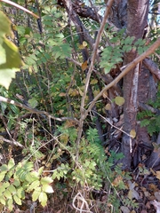 Crataegus chrysocarpa