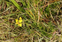 Liparia angustifolia