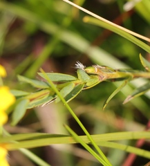 Liparia angustifolia