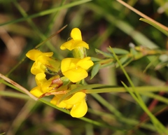 Liparia angustifolia