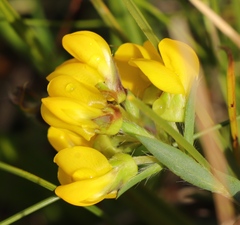 Liparia angustifolia