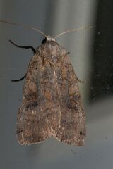 Xestia smithii