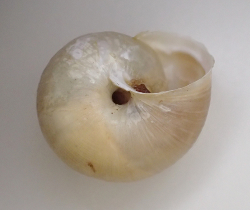 Harmozica ravergiensis