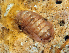 Oldroydia percrassa