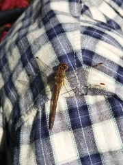 Sympetrum striolatum