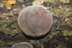 Daldinia concentrica