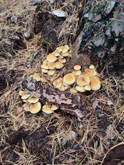 Hypholoma
