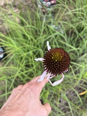 Echinacea sanguinea