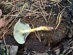 Hypholoma