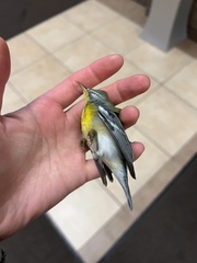 Setophaga americana