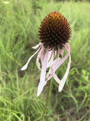 Echinacea sanguinea