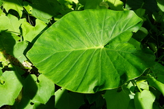 Colocasia