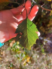 Crataegus chrysocarpa