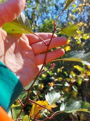 Crataegus chrysocarpa
