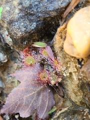 Drosera capillaris