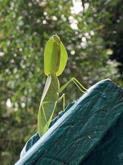 Choeradodis rhombicollis