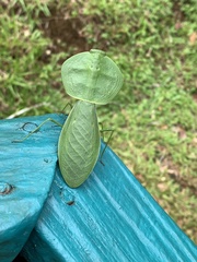 Choeradodis rhombicollis