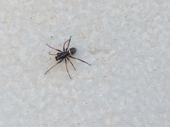 Steatoda ancorata
