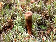 Coltricia cinnamomea