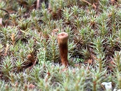 Coltricia cinnamomea