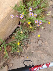 Senecio arenarius