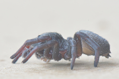 Eresidae