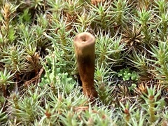 Coltricia cinnamomea