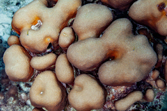 Stegastes partitus