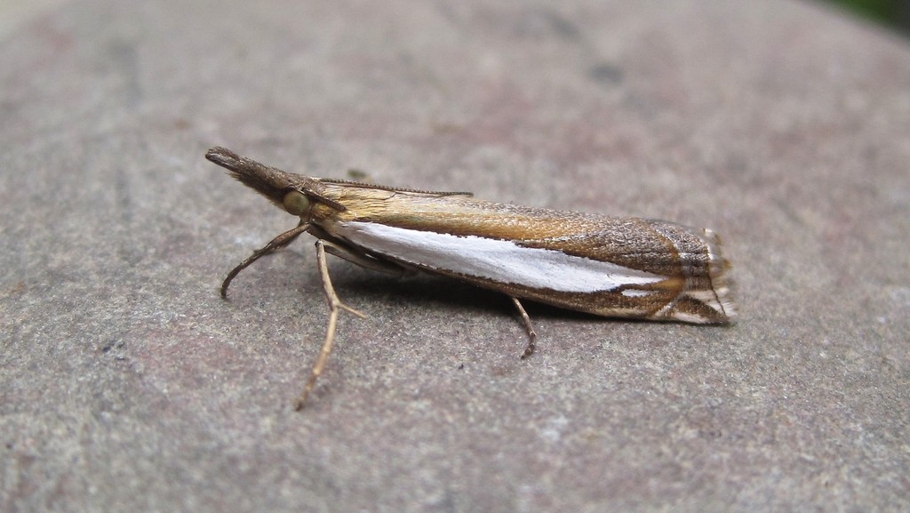 Leach's Grass-veneer