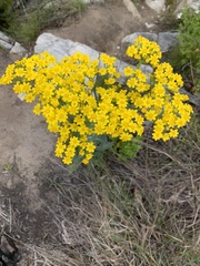Senecio rigidus