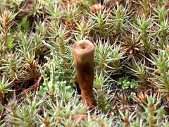 Coltricia cinnamomea