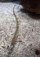 Syngnathus acus