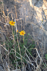 Wedelia acapulcensis