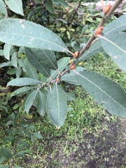 Salix cinerea