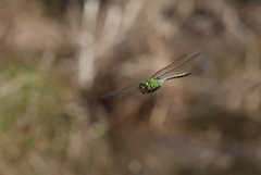 Anax parthenope julius