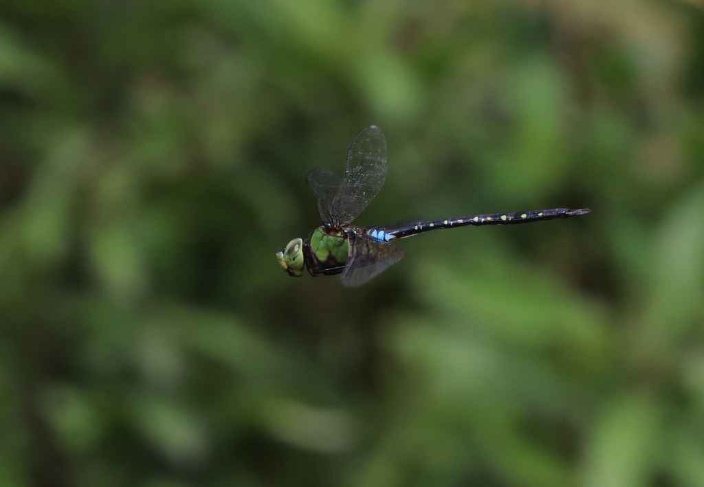 Arrow Emperor